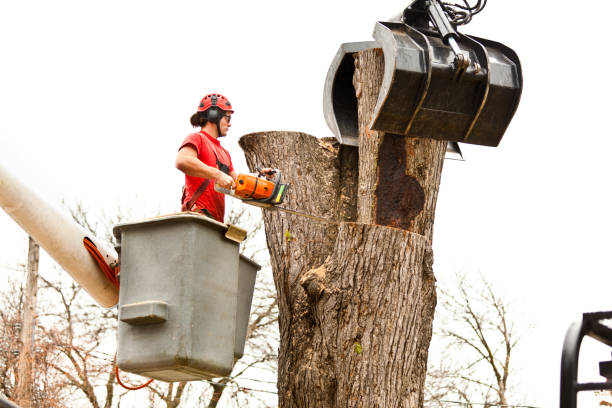 Best Utility Line Clearance  in Moroni, UT